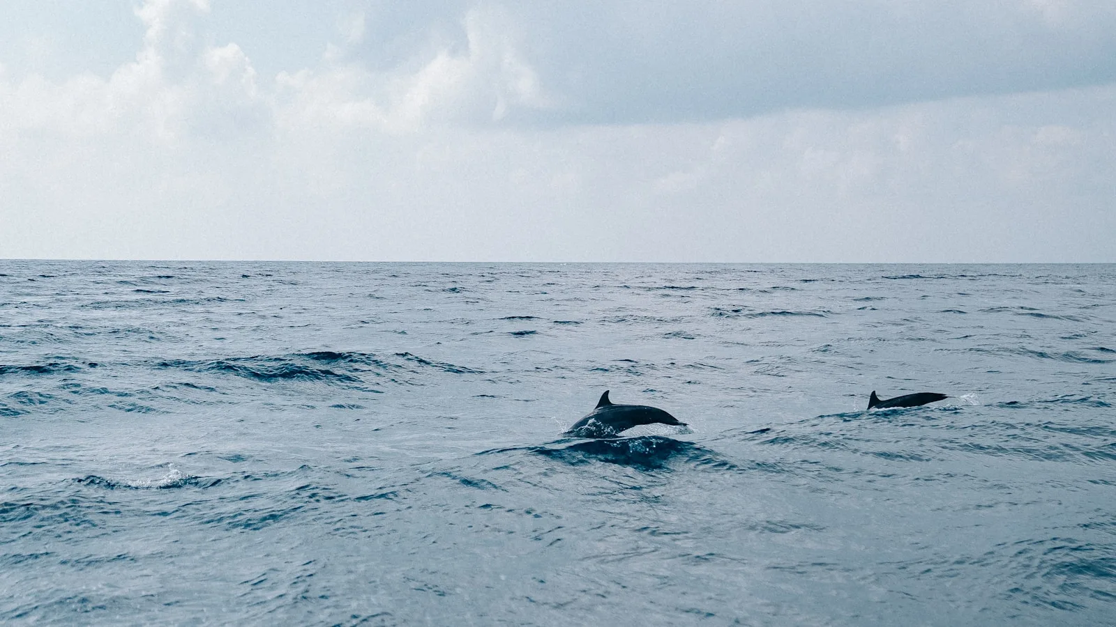 Les dauphins des Maldives