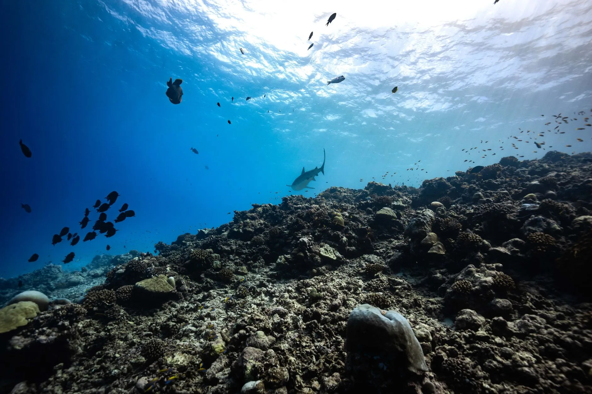 La plongée et le snorkeling à Rasdhoo