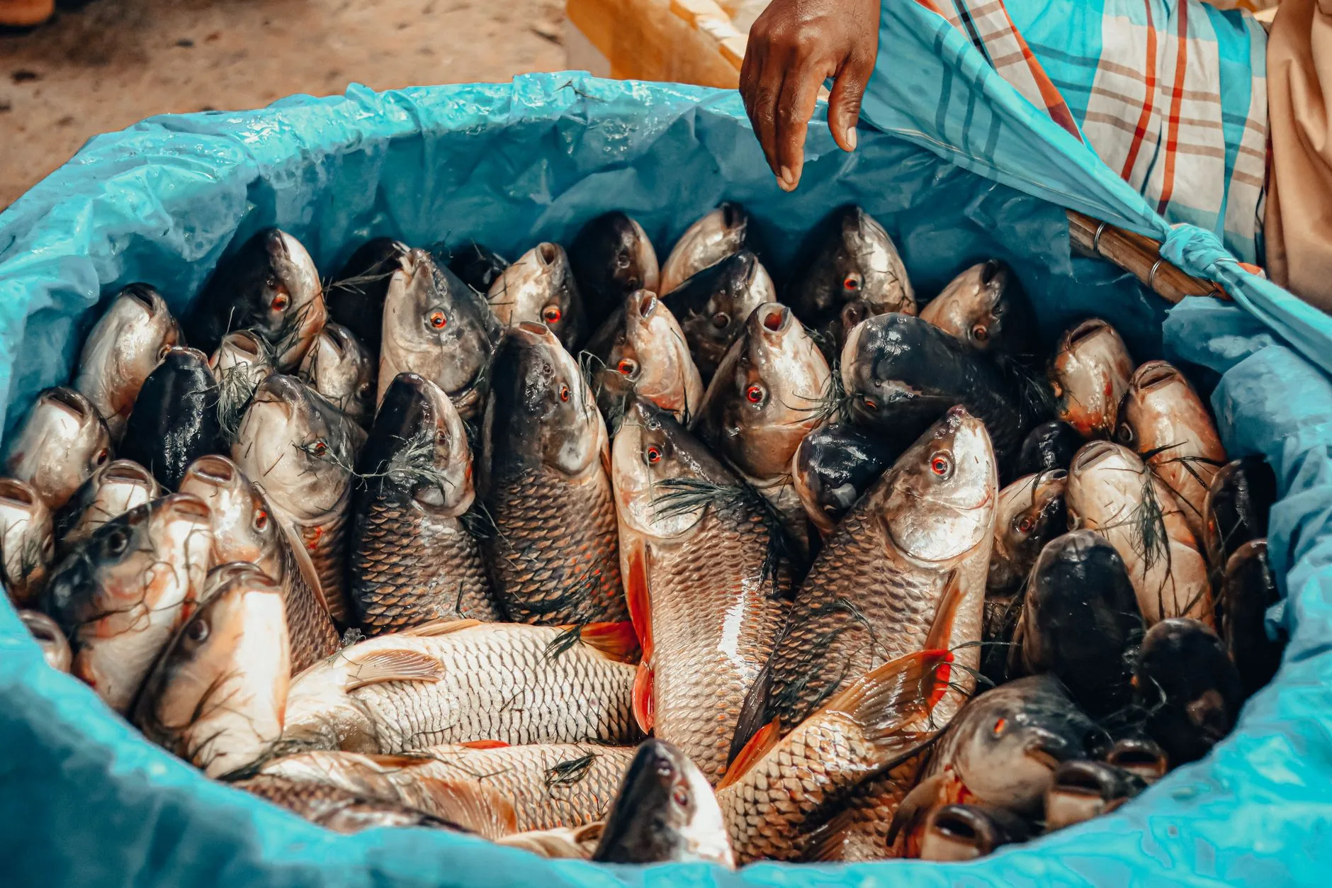 Le marché aux poissons de Malé : l'expérience ultime