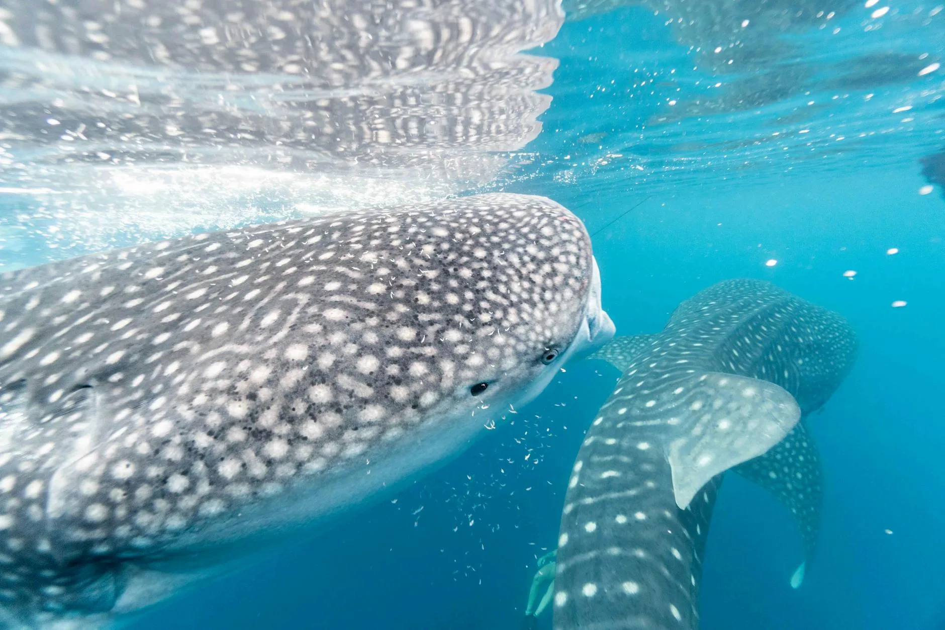 Les requins baleines de l'Atoll d'Ari Sud : une rencontre hors du commun