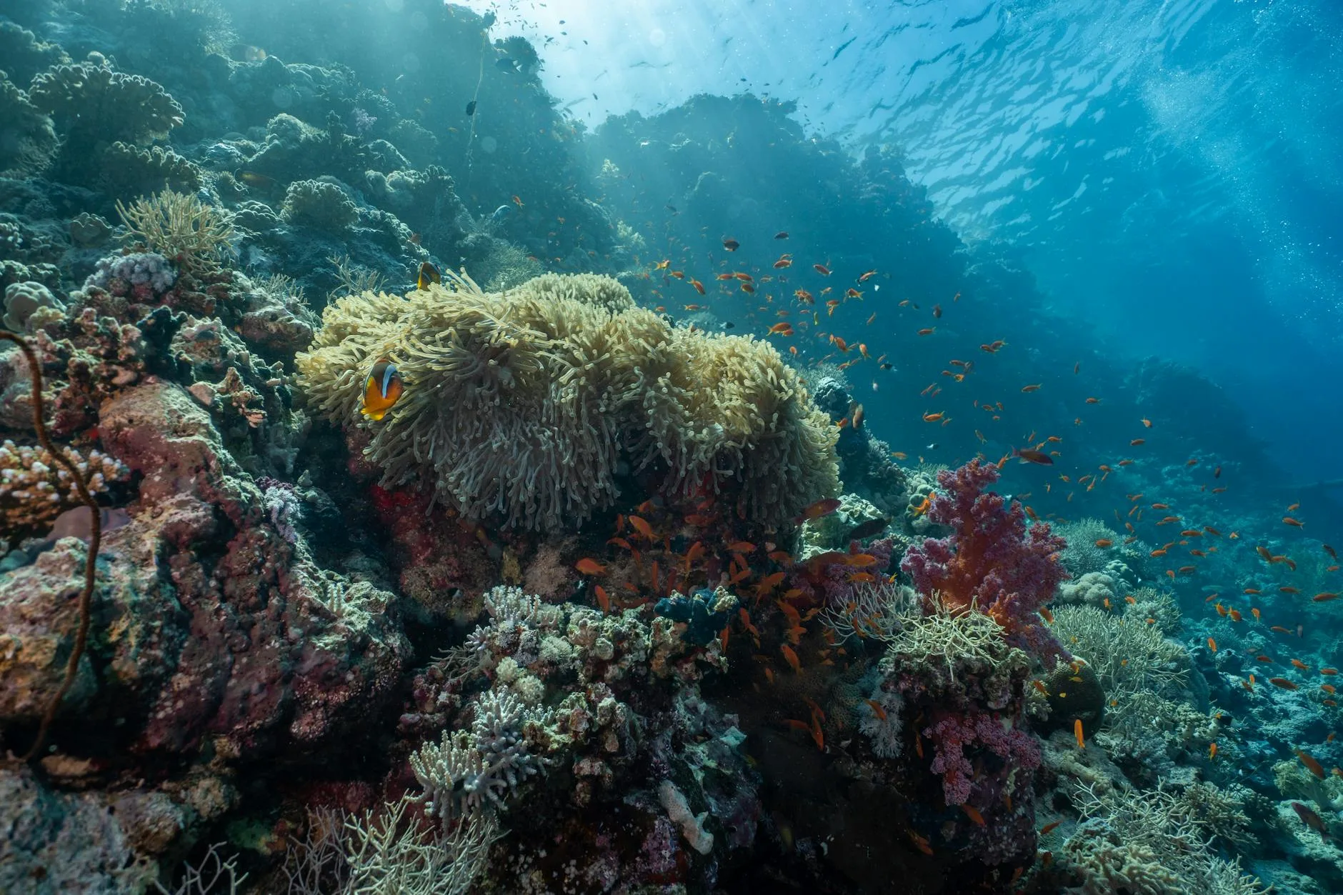 Plongée dans l'Atoll d'Ari : Maaya Thila, Fish Head et les grands sites