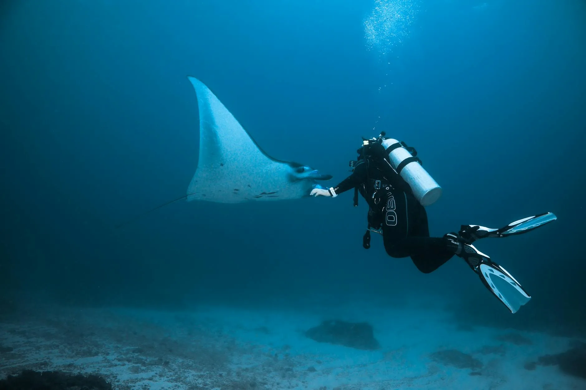 Hanifaru Bay : le sanctuaire des raies mantas et requins baleines