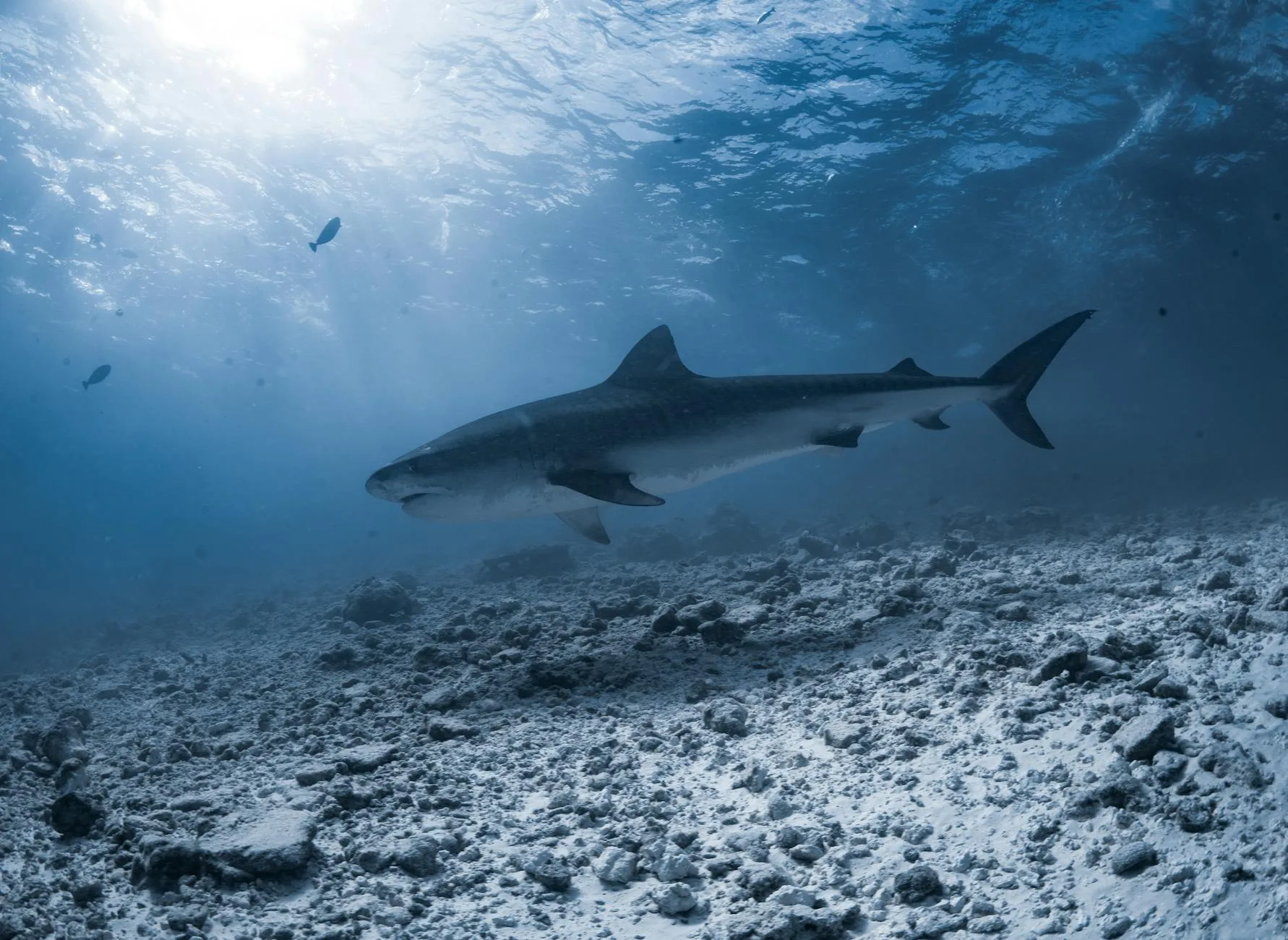 Les requins tigres de Fuvahmulah