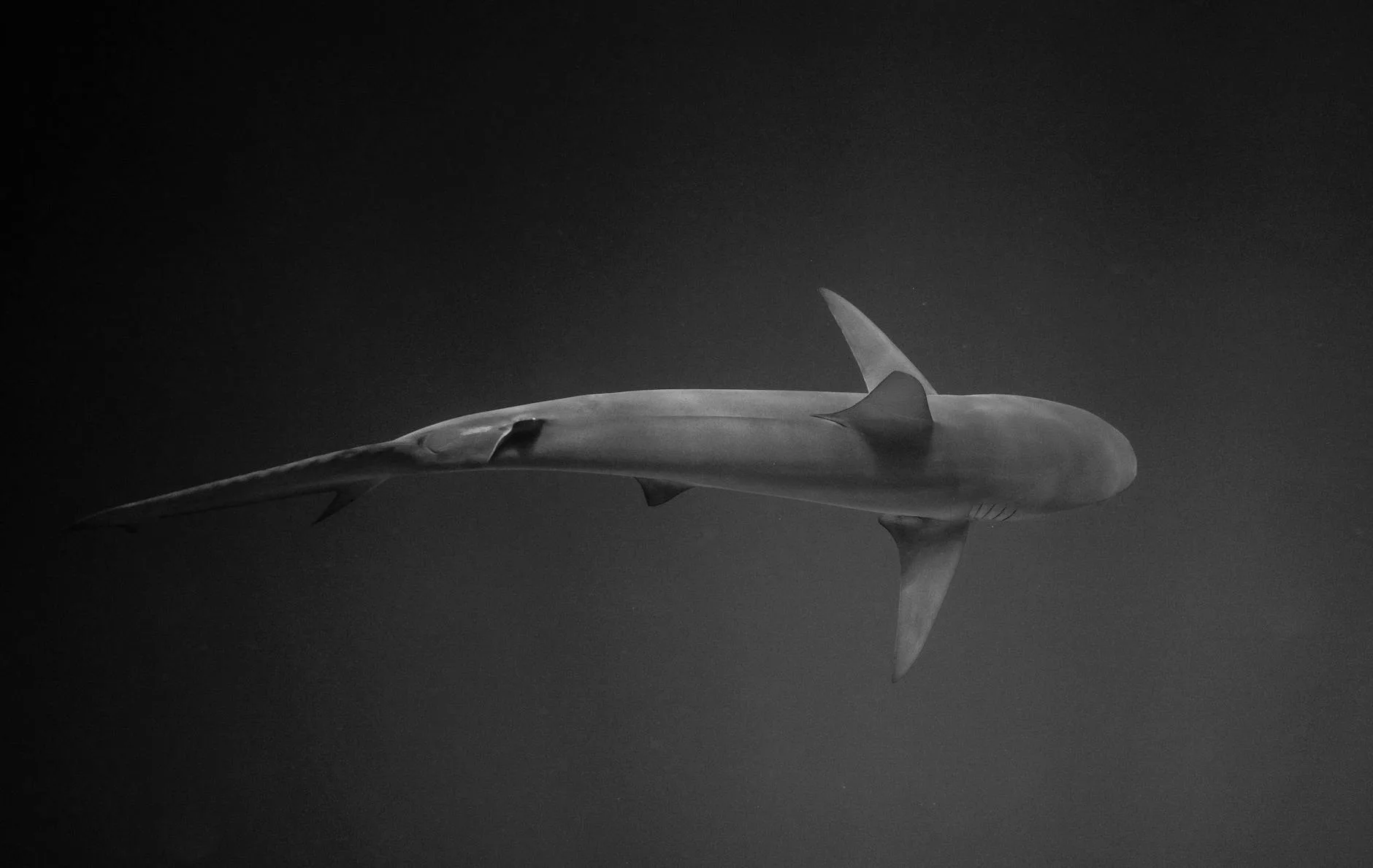 Rasdhoo Madivaru : le rendez-vous des requins-marteaux